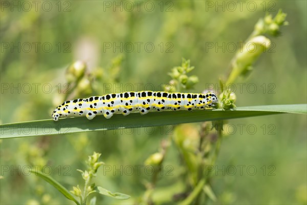 Toadflax moth (Calophasia lunula)