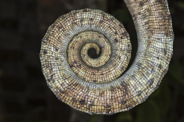 Parson's Chameleon (Calumma parsonii)