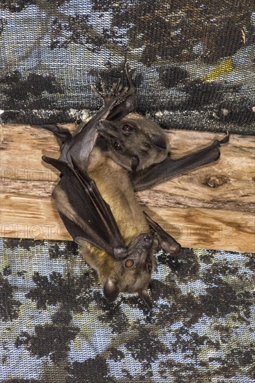 Madagascar Flying Foxes (Pteropus rufus) hanging in a barn