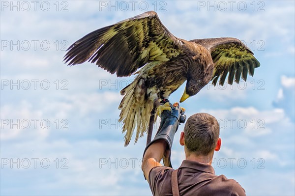 Falconer with eagle on his arm