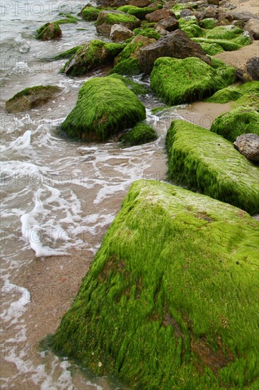 Moss and algae on rocks on the Mediterranean Sea