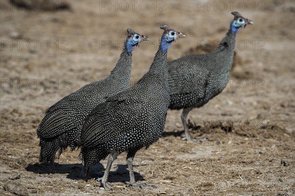 Helmeted guineafowls (Numida meleagris)