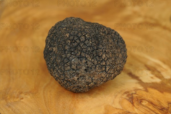 Burgundy Truffle (Tuber uncinatum)
