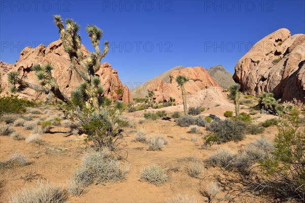 Mojave desert with Joshua tree (Yucca brevifolia)