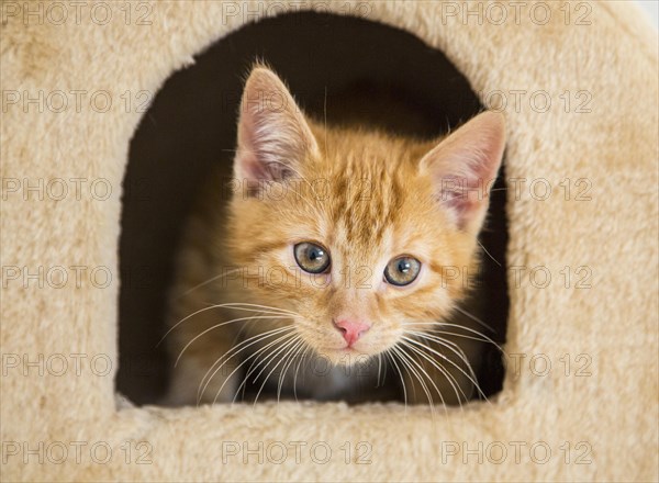 Young ginger tabby domestic cat