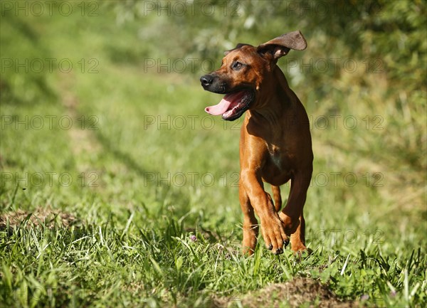 Rhodesian Ridgeback