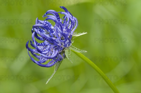 Round-headed Rampion (Phyteuma orbiculare)