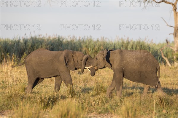 African Bush Elephants (Loxodonta africana)