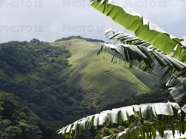 Green mountain forest on the edge between the Pacific and Atlantic meteorological divides