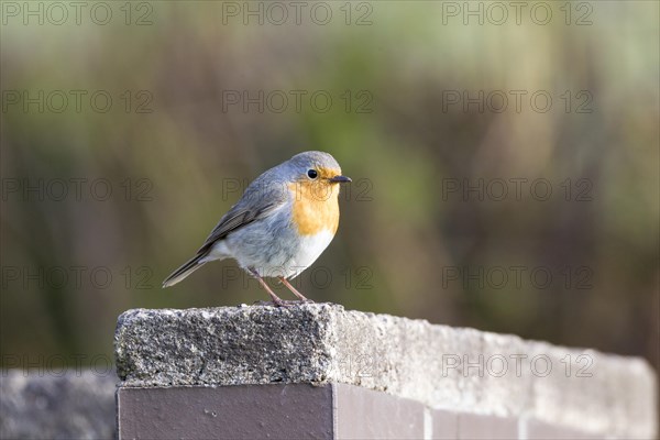 Robin (Erithacus rubecula)