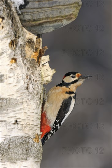 Great Spotted Woodpecker (Dendrocopos major)