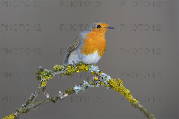 Robin (Erithacus rubecula) perched on a twig