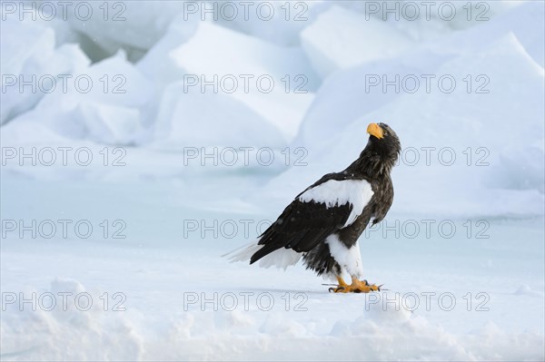 Steller's Sea Eagle (Haliaeetus pelagicus) perched on an ice floe