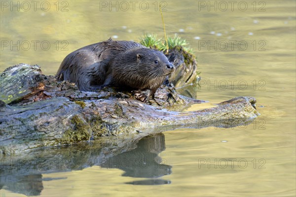 European Otter (Lutra lutra)