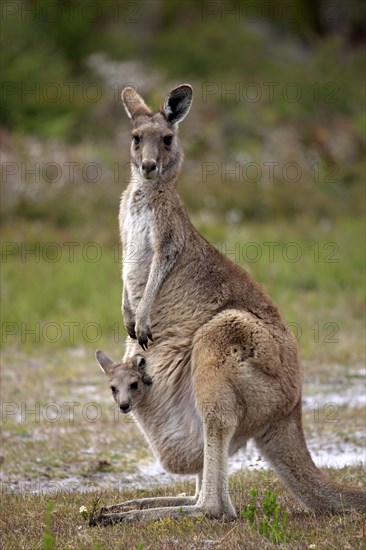Eastern Grey Kangaroo (Macropus giganteus) female with joey looking out of pouch
