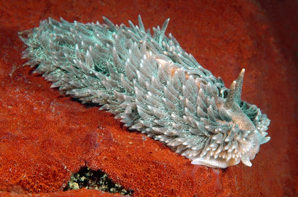 Shaggy Mouse Nudibranch (Aeolidia papillosa)