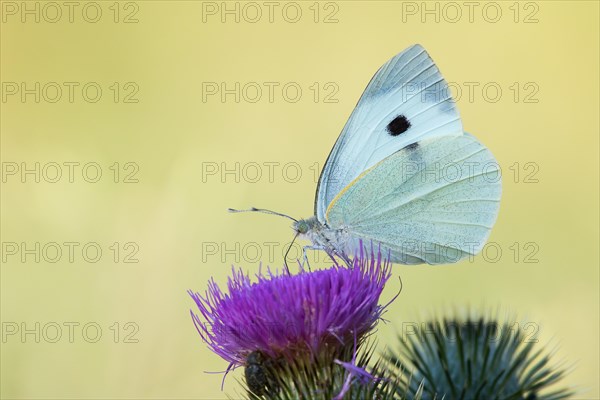 Large White (Pieris brassicae) on a Milk Thistle (Silybum marianum)