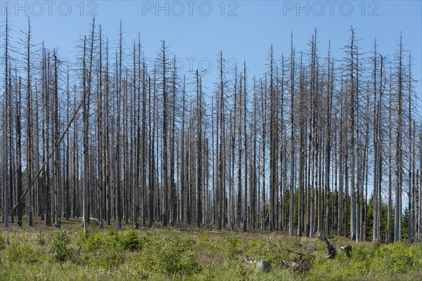 Dead spruce (Picea abies) infected and damaged by the European spruce bark beetle (Ips typographus)