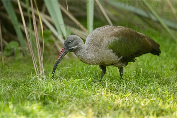 Hadada ibis (Bostrychia hagedash)