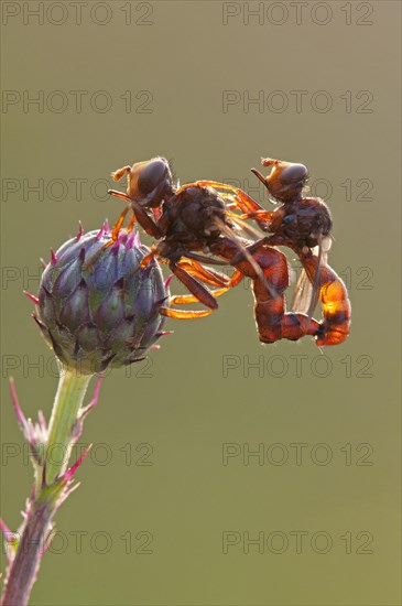 Sicus ferrugineus fly (Sicus ferrugineus)