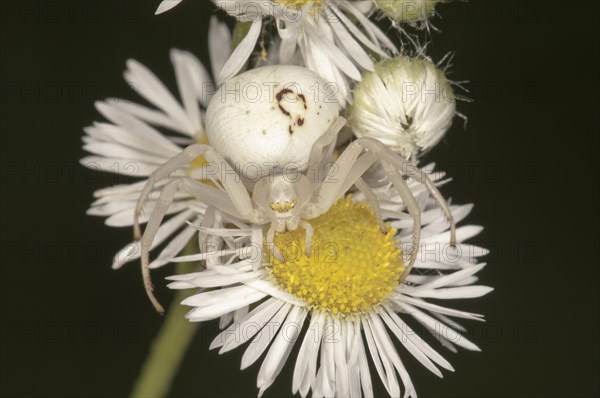 Goldenrod Crab Spider (Misumena vatia)