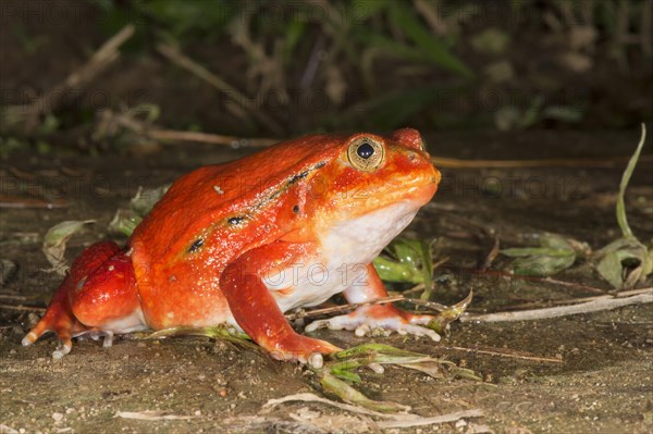 Tomato Frog (Dyscophus antongilii)