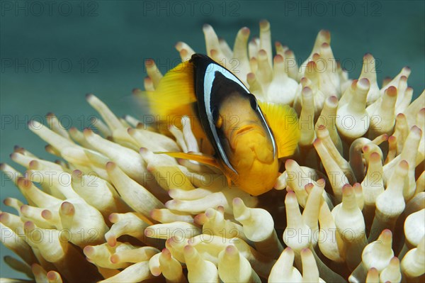 Red Sea clownfish (Amphiprion bicinctus) in front of Anemone