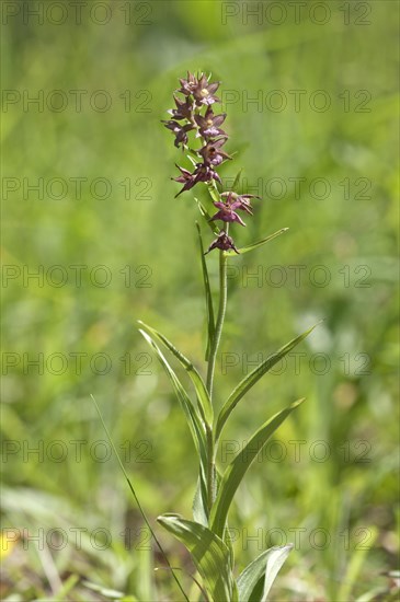 Dark Red Helleborine or Royal Helleborine (Epipactis atrorubens)