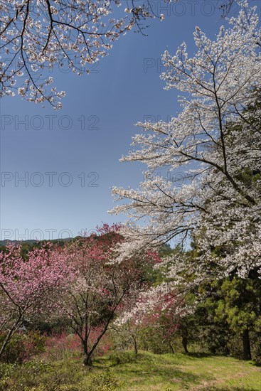 Flowering cherry blossoms in spring