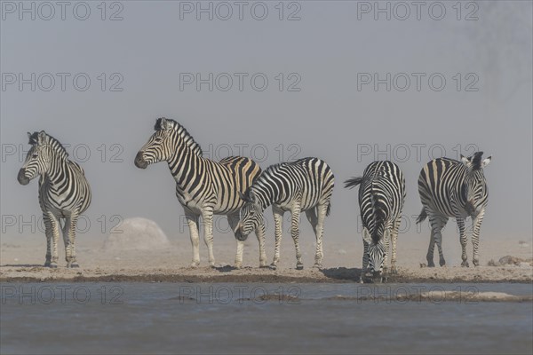 Burchell's Zebras (Equus quagga burchelli)