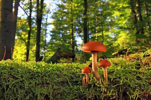 Funeral Bell (Galerina marginata)