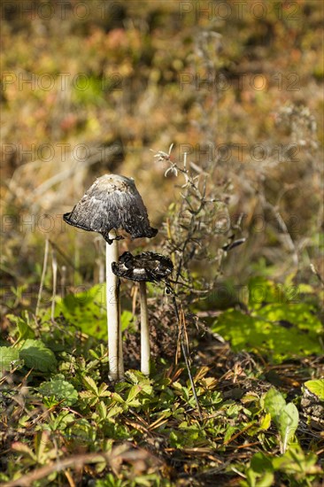 Glistening inky cap (Coprinellus micaceus)