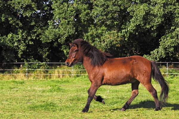 Icelandic horse (Equus przewalskii f caballus)