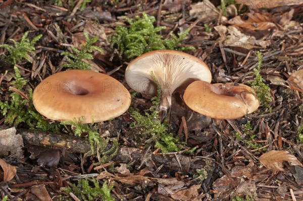Wild mushroom (Lepista inversa)