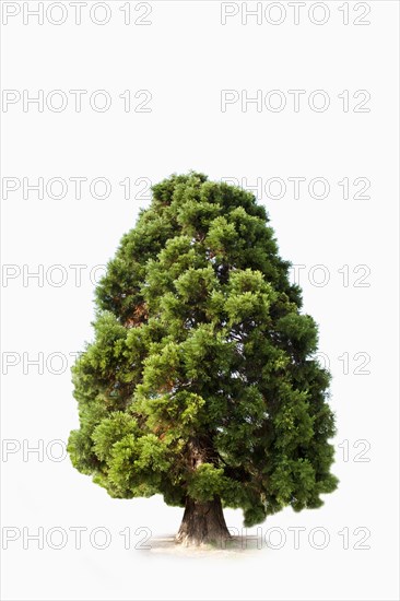 Sequoia (Sequoioideae)