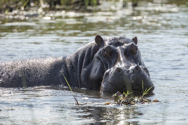 Hippopotamus (Hippopotamus amphibius)