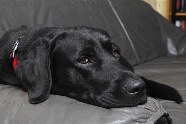 Black Labrador Retriever dog