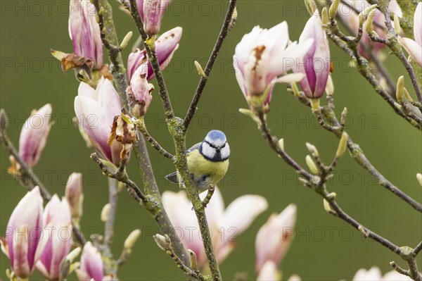 Blue Tit (Cyanistes caeruleus syn Parus caeruleus)