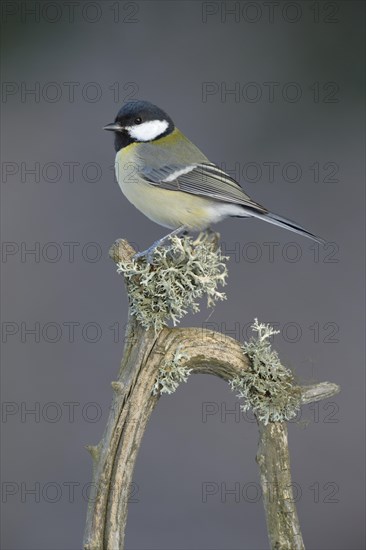 Great Tit (Parus major) perched on its song post