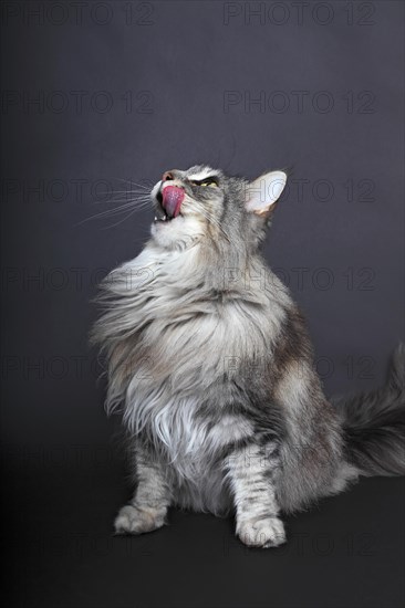 Maine Coon cat looking up