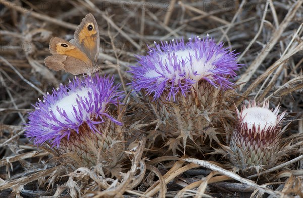 Stemless atractylis (Carlina gummifera) and Dusky Meadow Brown (Hyponephele lycaon)