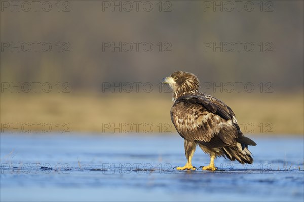 Young White-tailed Eagle (Haliaeetus albicilla)