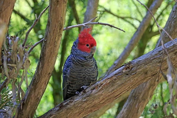 Gang-gang Cockatoo (Callocephalon fimbriatum)