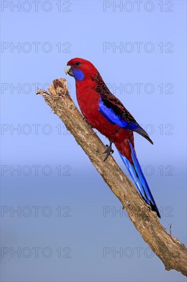 Crimson Rosella (Platycercus elegans) adult on perch