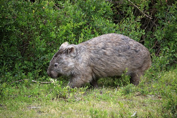 Common Wombat (Vombatus ursinus)