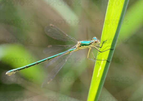 Emerald Spreadwing (Lestes dyas)