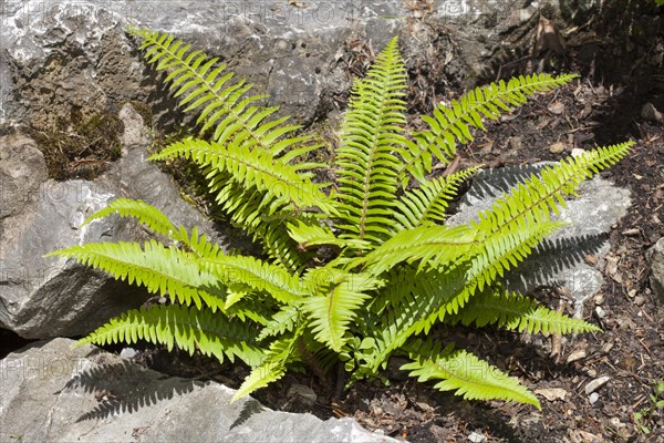 Western sword fern (Polystichum munitum)