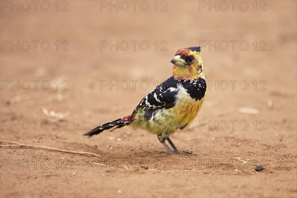 Crested barbet (Trachyphonus vaillantii)