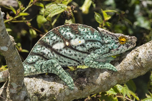 Parson's Chameleon (Calumma parsonii)