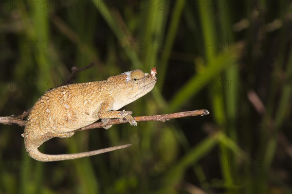 Blade Chameleon (Calumma gallus)